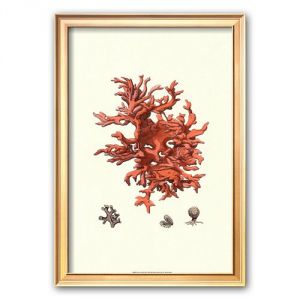 Art.Com Red Coral Iii Framed Art Print.jpg